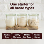 An educational infographic titled "One starter for all bread types," featuring three glass jars filled with bubbling sourdough starter in varying shades of flour. The image highlights the product's key benefits: Gluten Free, Healthy Microbes, Mild to Sour Taste, and Flexible Starter, showcasing its suitability for various baking needs.